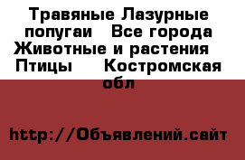 Травяные Лазурные попугаи - Все города Животные и растения » Птицы   . Костромская обл.